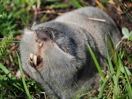 Greater blind mole-rat.Image by Galina Gouz CC BY-SA 4.0 via Wikimedia Commons Greater blind mole-rat looking left