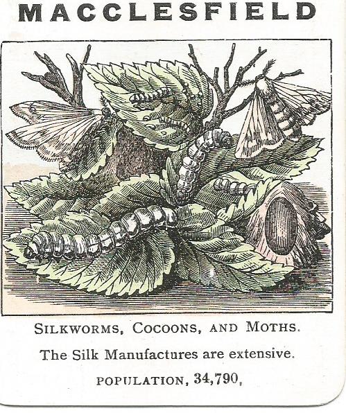 Monochrome children's game card with silkworms, cocoons and leaves