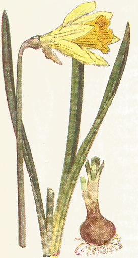 Graphic of wild daffodil and bulb on right of it