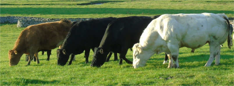 4 cattle grazing with heads down looking right to left