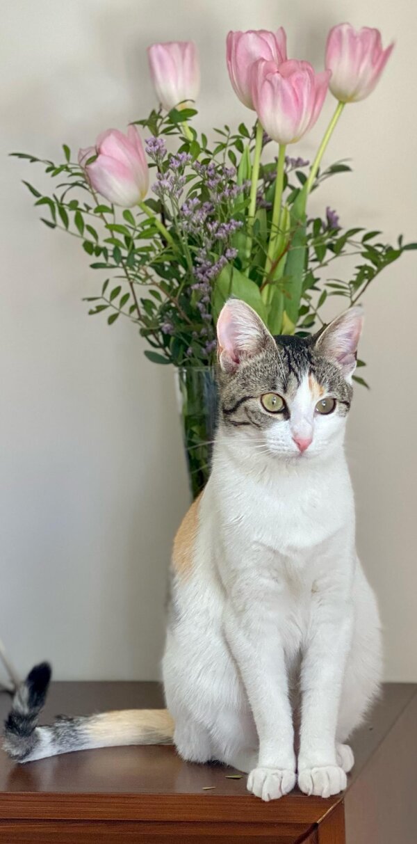 Mimi. Photo (c) Ana Sanchez Hijosa Mainly white at on table in front of a vase of tulips