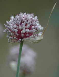 Head of garlic in flower