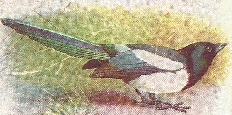 Painting of magpie on round looking right