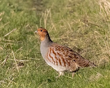 Grey patrtidge in stubble looking left 