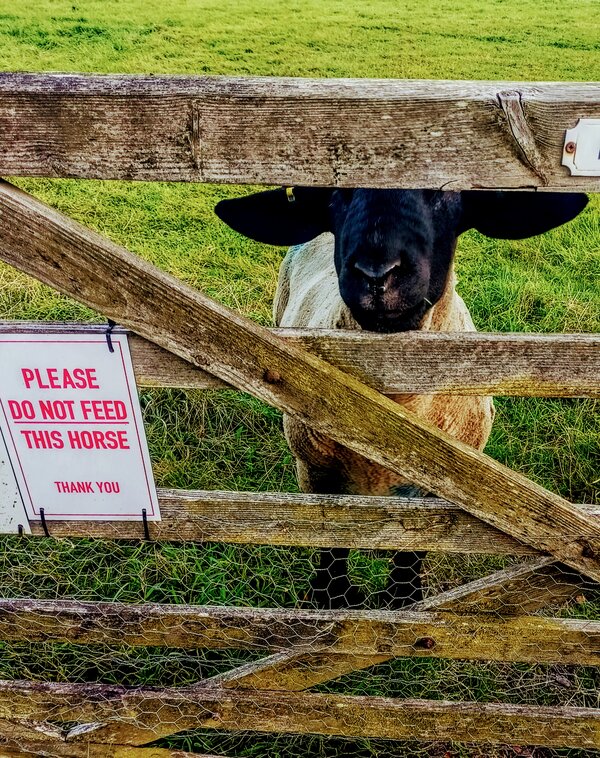 Black face and ears of a sheep looking through wooden ars of gate with notice in red letters on left reading@Please Do Not Feed This Horse'.
