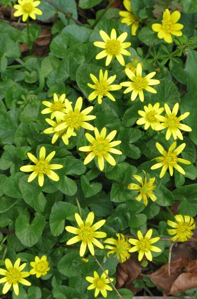 Lesser celandines against green background