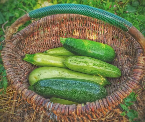 Six zucchini (corgettes) in woven basket