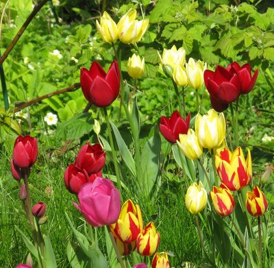 Tulips, red,yellow, steaked close up