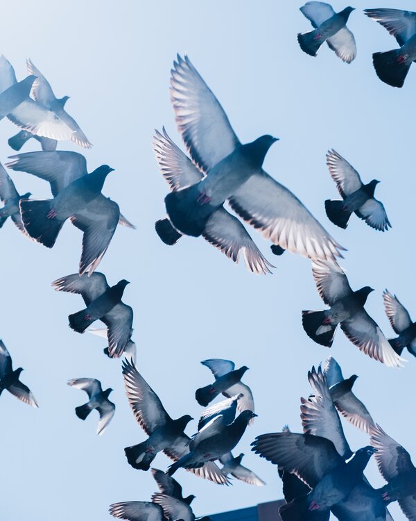  doen pigeons  flying left to righ