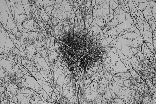 Magpie nest. Image by Richard revel. CCO Public Domain. publicdomainpictures.net Dmed magpie nest high in bare tree