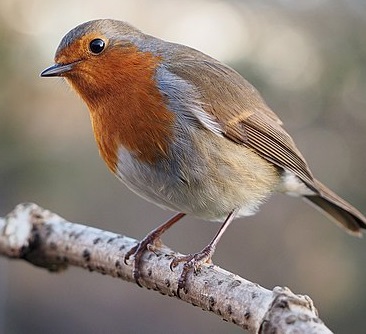 Robin on branch looking left