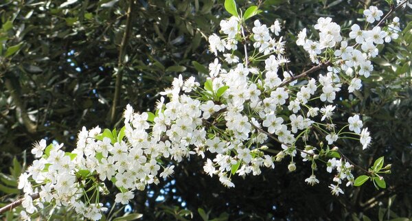 Branch of Morello cherry  blossom running diagonally across image