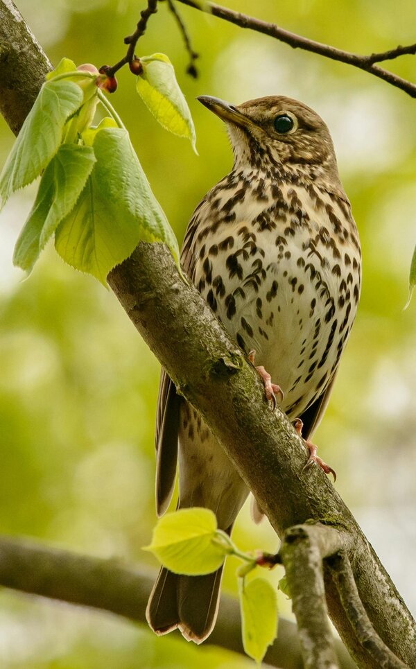 Song Thrush in tree looking left