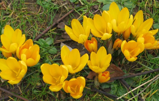 Group of yellow crocuses