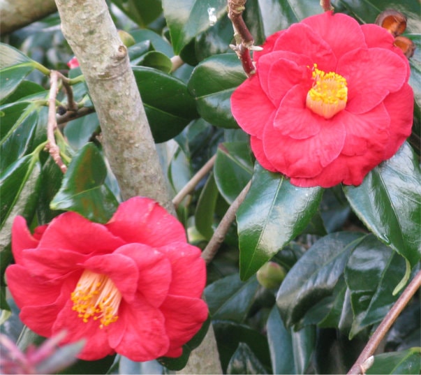 Two red camellia blooms