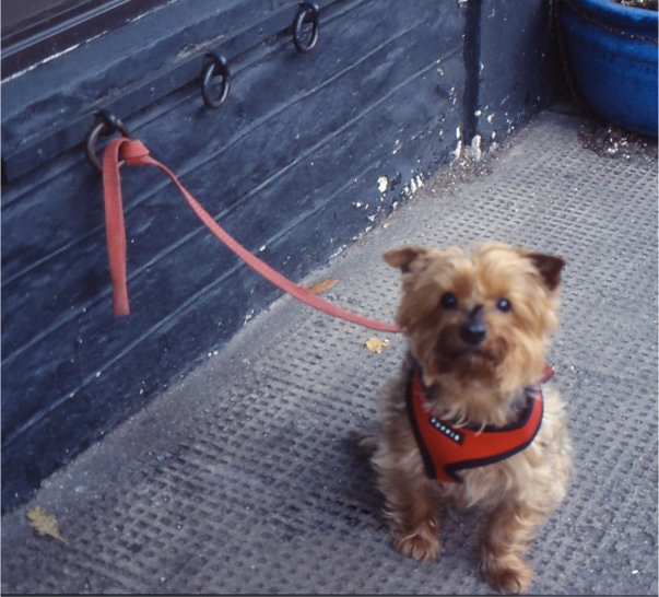 Lord Of The Rings. Photo (c) J.G.Betts Small terrier bitched to one of three rings outside hop.