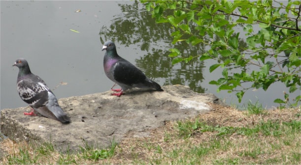 Pigeons by water