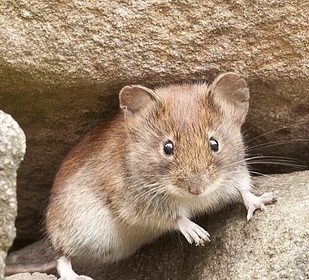 Mouse showing feet