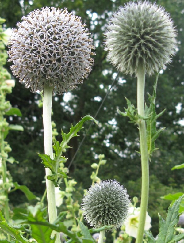 Three big blue seed heads