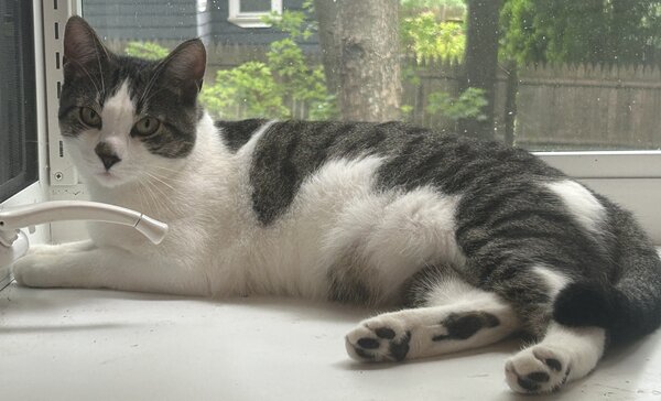 Grey and white cat lying fully extended head to left