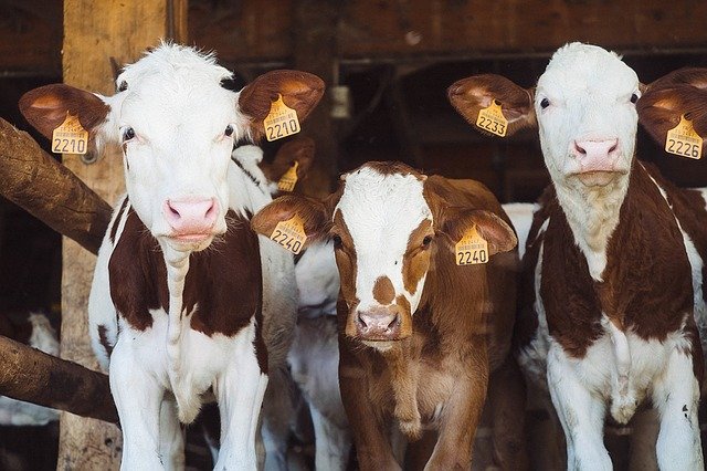 3 ear-tagged cows facing camera