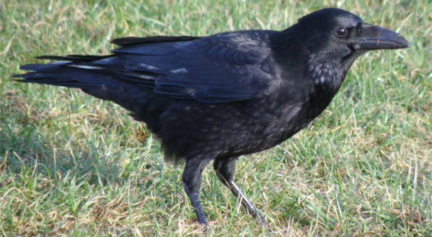 Crow in grass looking right