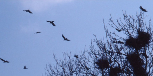 Rooks flying with nests to the right