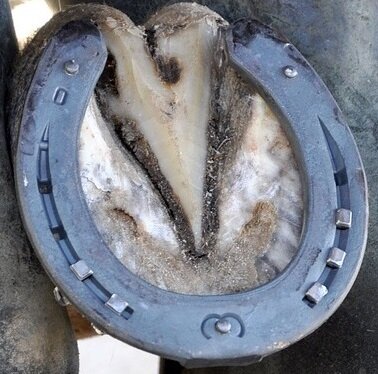Underside of horse's hoof and shoe
