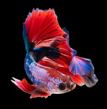 Red and blue guppy looking right