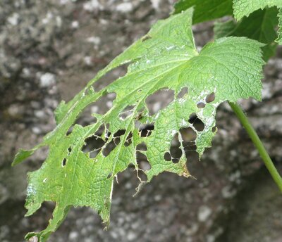 Hollyhock lea fdamaged by molluscs