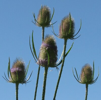 5 teasel heads against blue sky