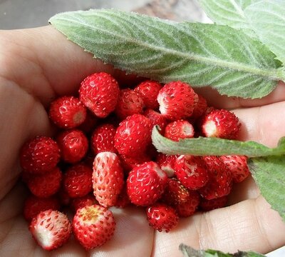 wild strawberries and leaf in a hand