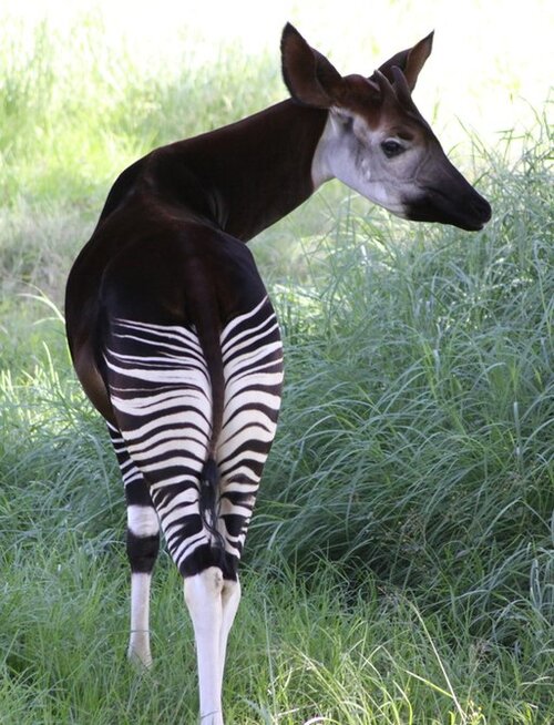 Okapi from rear with stripes and short neck prominent