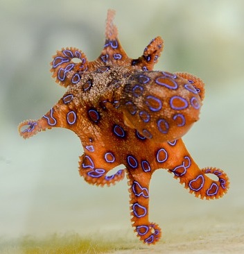 Small blue-ringed octopus swimming