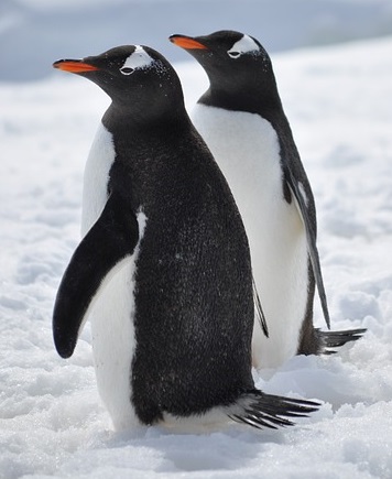 Image by Brian from PIxabay Two penguins side by side looking left
