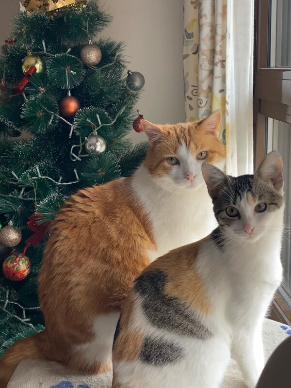 Photo (c) Ana Sanchez Hijosa Ginger cat and black and white ct on table in front of Christmas tree