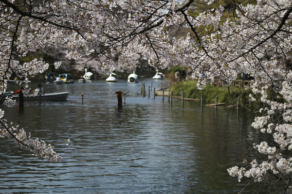 Cherry blossom round pool. Swan boats in background