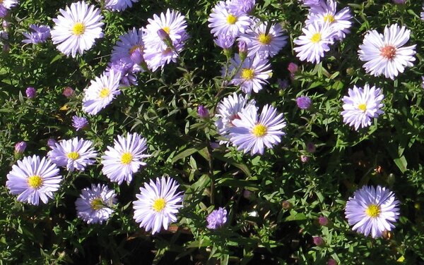 Michalemas daisies
