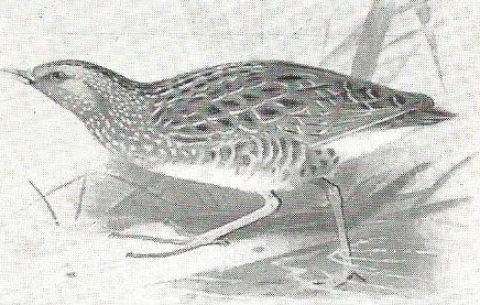 SpottedCrake. Spotted Crake (monochome drawing) looking left
