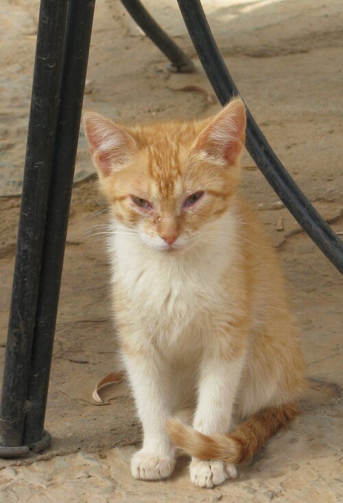 Photo (c) J.G. Betts Ginger cat