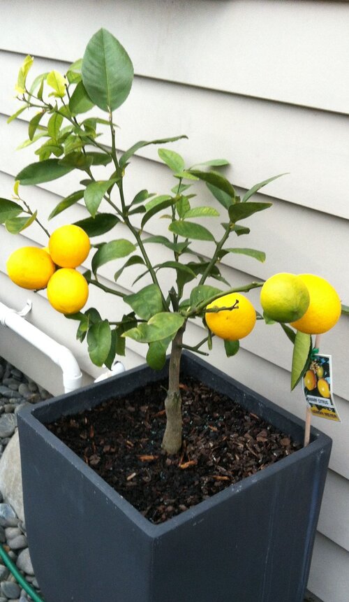 Lemon tree in container. Instagram va Unsplash Lemon tree in container