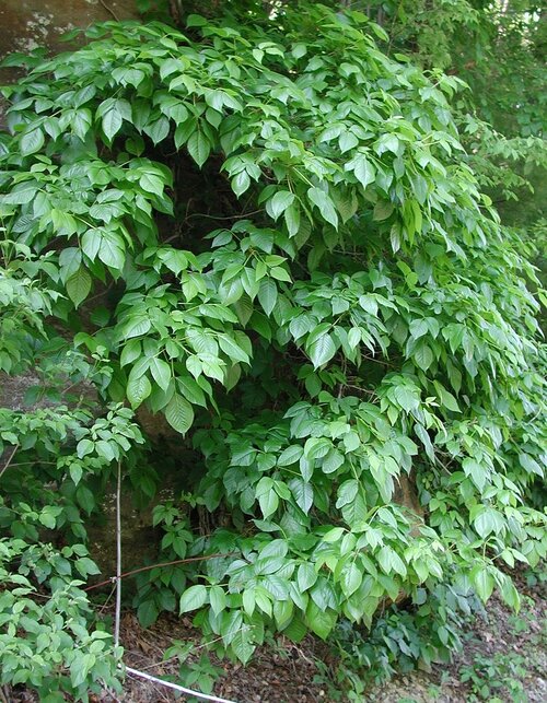 Poison ivy by roadside. CC BY SA 3.0 via Wikimedia Commons Poison ivy growing by a road