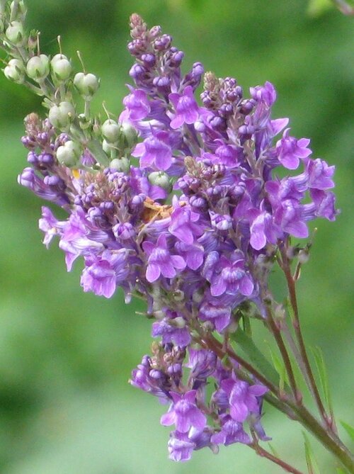 Purple flower (Toadflax)