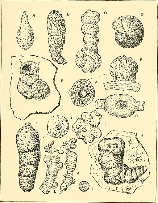 Protozoa. Internet Archive book illustration via Wikimedia Commons Illustrations of various kinds of protozoa