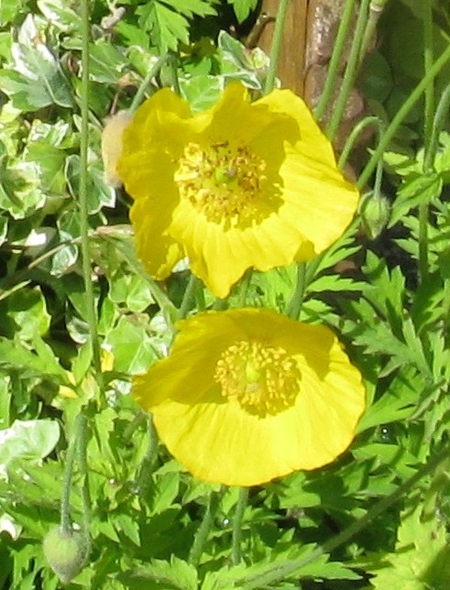 Two (yellow) Wesh poppies
