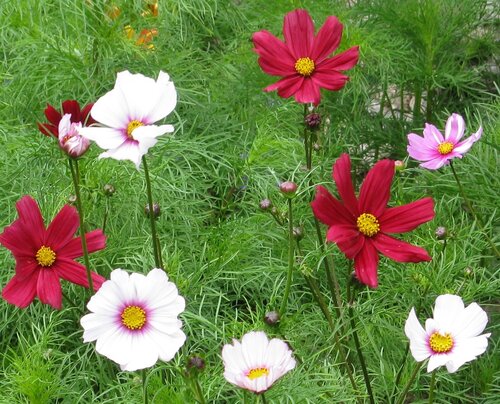 Photo (c) J. G. Betts. Cosmos in bloom 9 blooms of Cosmos against a green background