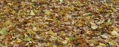 Brown and yellow fallen leaves
