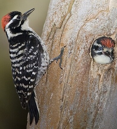 Male Nuttall's woodpecker on left on trunk, chick in nest-hole on right.