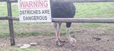 Photo (c) Cape Point Ostrich Farm Ostrich with beak on ground and notice saying Ostriches are dangerous