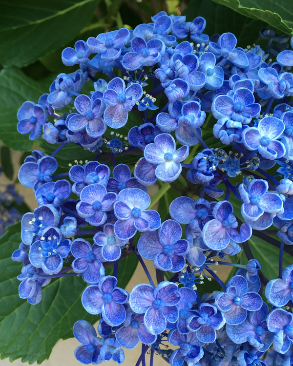 Deep blue hydrangea in bloom